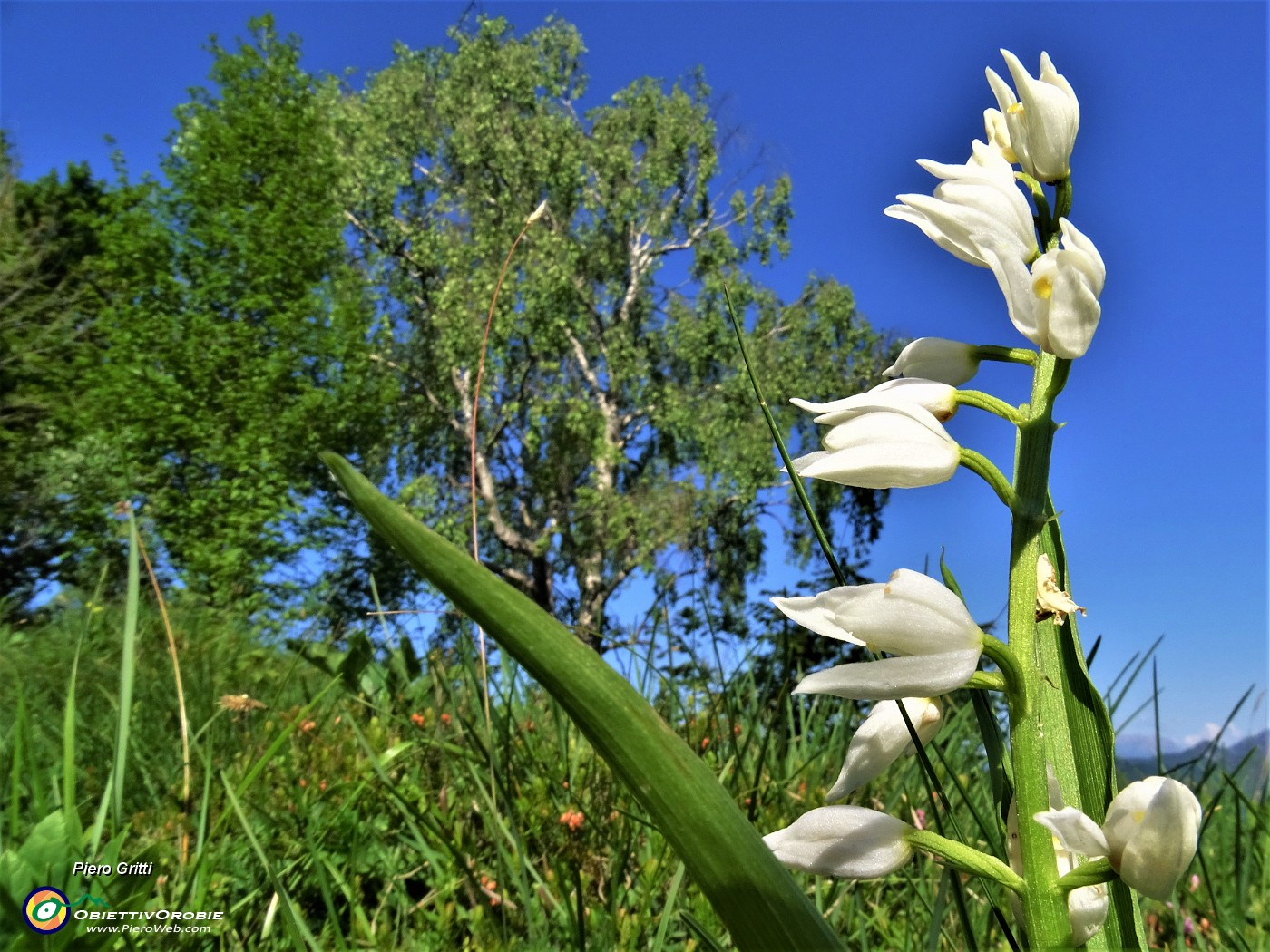 33 Cephalanthera longifolia (Cefalantera maggiore) con betulla.JPG